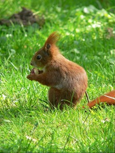 Nuts about Squirrels @ Kilbroney Park | Northern Ireland | United Kingdom